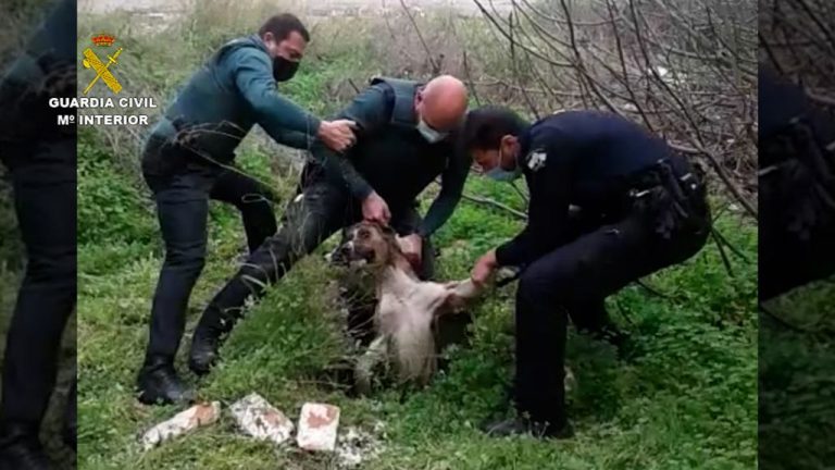 Rescatan en San Juan a una perra que cayó al interior de un pozo