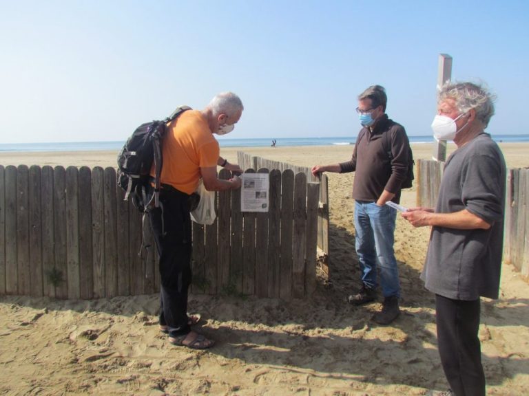 Ecologistas inicia una campaña sobre la conservación del chorlitejo en las playas de Ayamonte