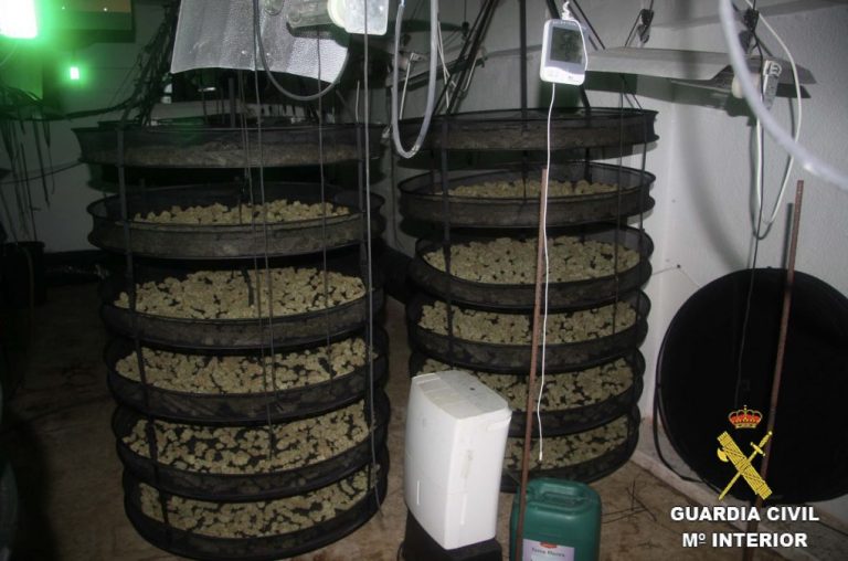 Intervienen 600 plantas de marihuana y 20 kilos de cogollos en Punta Umbría