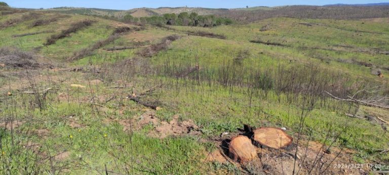 Piden a la Junta que paralice la «tala de pinos sanos» en la zona del incendio de Almonaster