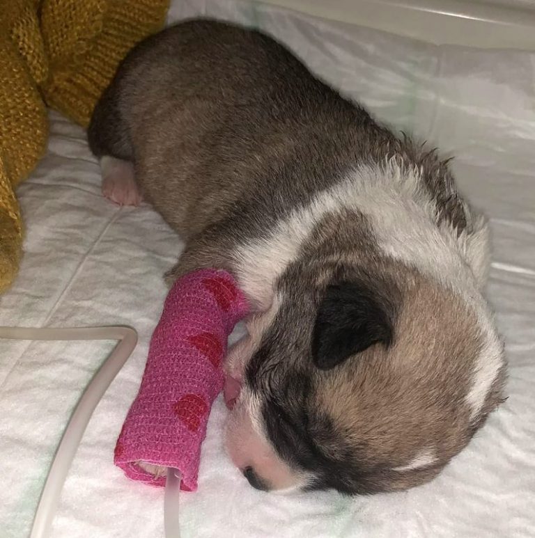 Hallan en Cartaya 10 cachorros fallecidos y uno vivo enterrados en basura dentro de un contenedor