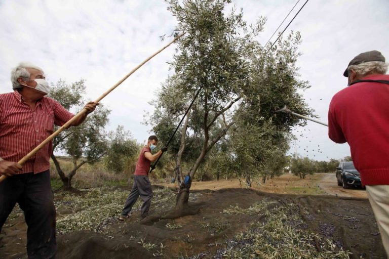 Para el PSOE la suspensión de aranceles por EEUU dará un “respiro” al aceite y vino de Huelva