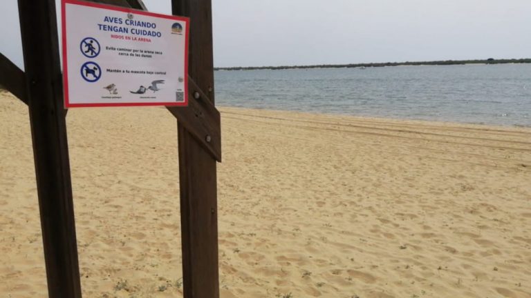 Cartaya también se suma a la protección de las aves nidificantes en sus playas