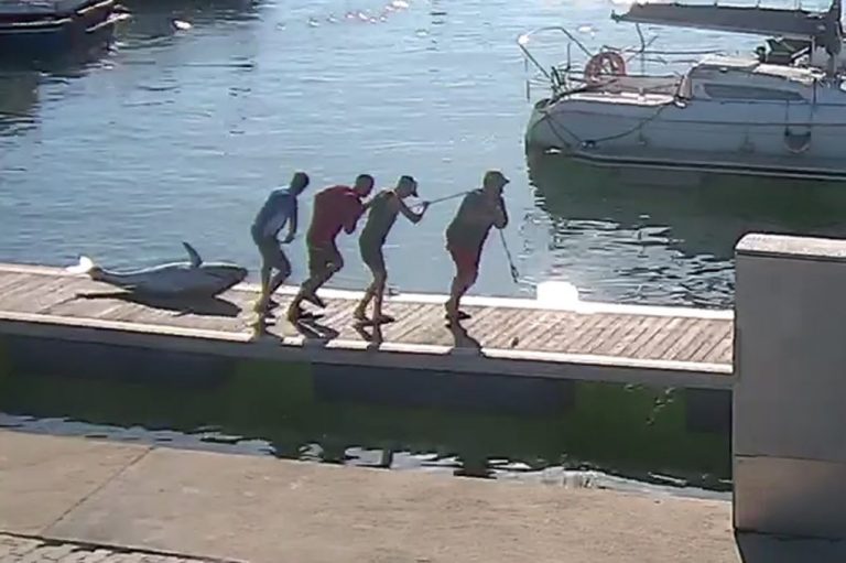Investigan a tres embarcaciones de recreo en Mazagón dedicadas a la pesca ilegal de atún rojo