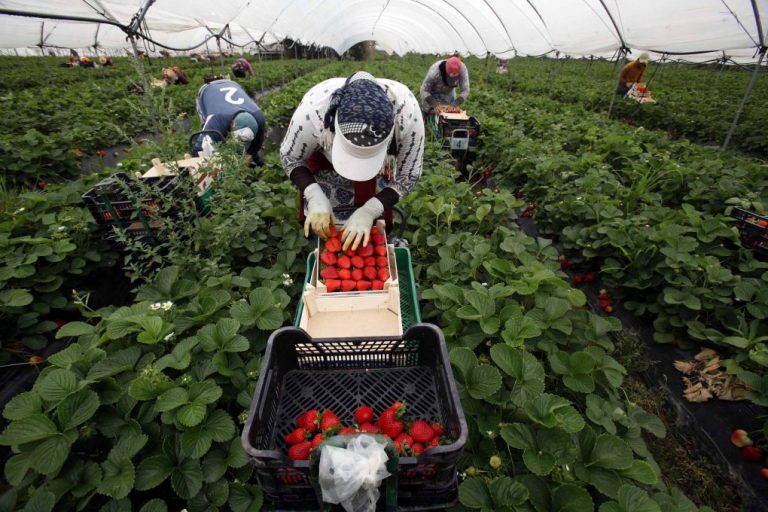 Extenda y Freshuelva acuerdan impulsar la internacionalización de frutos rojos onubenses