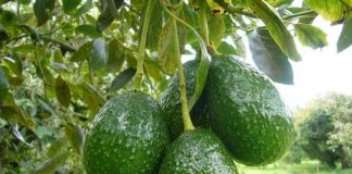 Una empresa con sede en Cartaya busca 10 peones agrícolas para instalar un cultivo de aguacates en Lepe