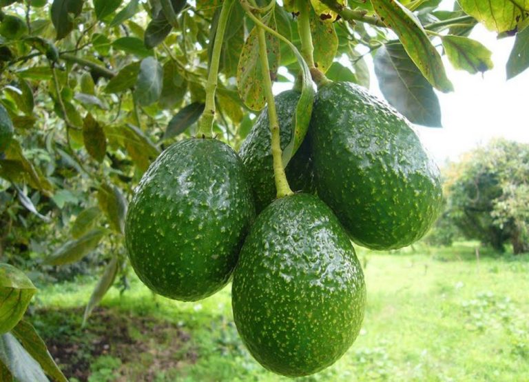 Una empresa con sede en Cartaya busca 10 peones agrícolas para instalar un cultivo de aguacates en Lepe