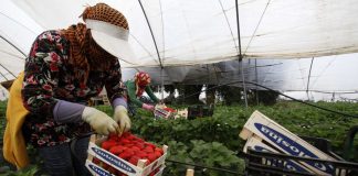 La campaña agrícola contará un «mínimo» de 11.000 temporeras marroquíes, con 3.000 nuevas contrataciones