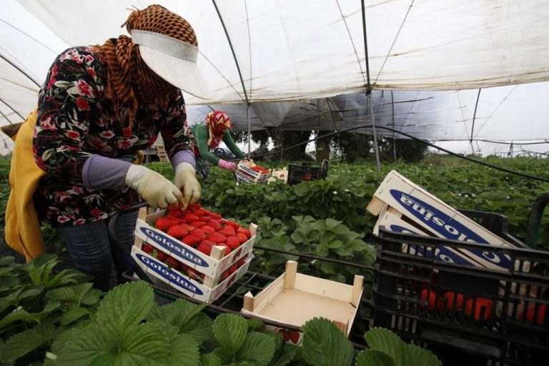 UPA-Huelva alerta sobre una caída de hasta el 50% en la producción de frutos rojos