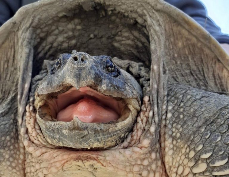 Retiran una tortuga mordedora de un paraje de El Portil al suponer una amenaza para el ser humano