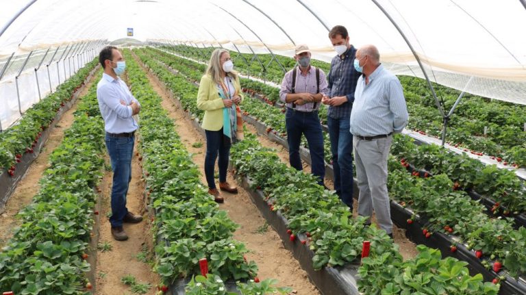 Ponen en valor la investigación varietal de frutos rojos que se desarrolla en Cartaya