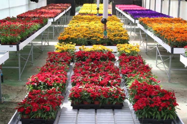 Diputación ofrece 12.000 plantas de temporada a los municipios onubenses menores de 20.000 habitantes