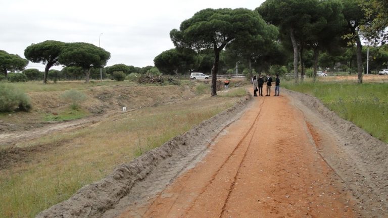 Arranca a buen ritmo un proyecto de regeneración ambiental en Mazagón