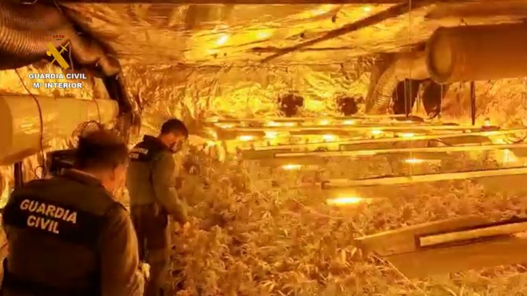 Desmantelan un cultivo con 1.900 plantas de marihuana en una nave de Gibraleón