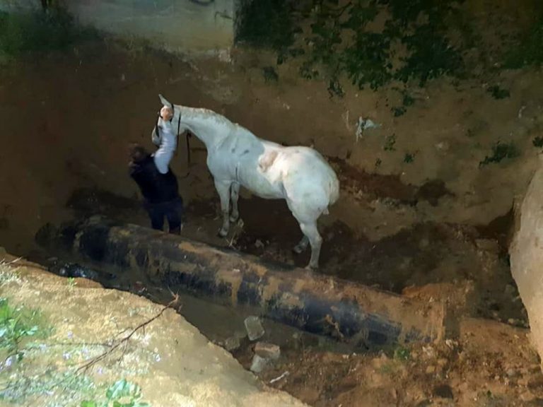 Rescatan en Lepe a un jinete y a su caballo tras caer en una fosa de casi cinco metros de profundidad