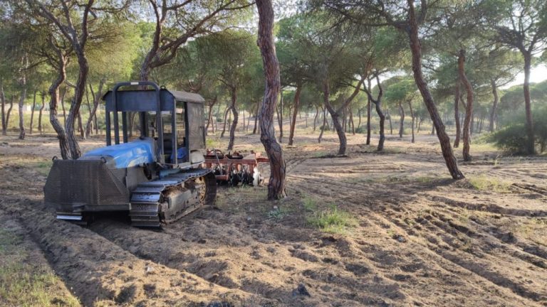 Punta acomete trabajos forestales en El Rincón para reducir el riesgo de incendios en el monte