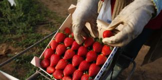 Freshuelva celebra que un acuerdo migratorio con Honduras permita contratar en origen en dicho país