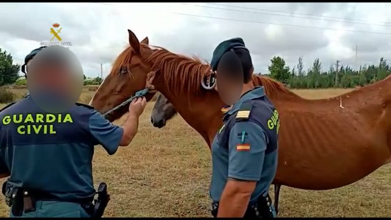 Investigan al propietario de varios caballos hallados en «desnutrición severa» en Almonte