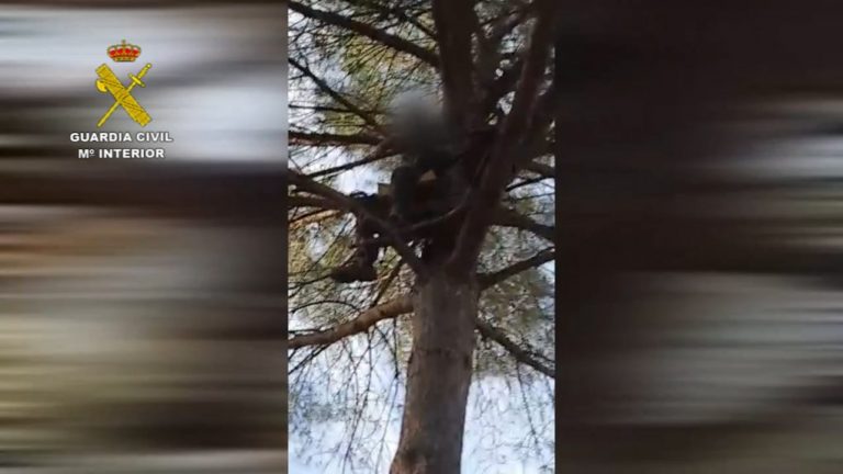 Sorprenden en Almonte a un cazador furtivo oculto en la copa de un pino con el arma municionada