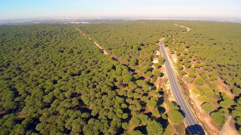 Un amplio dispositivo busca desde tarde de este lunes a un hombre desaparecido en el pinar de Cartaya