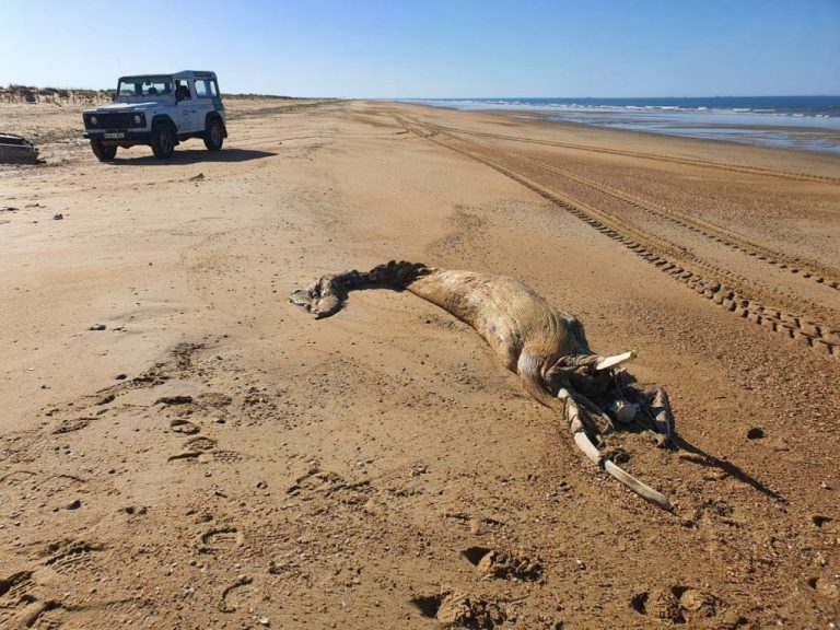 Entierran el cadáver de una cría de ballena hallada en la Playa del Espigón