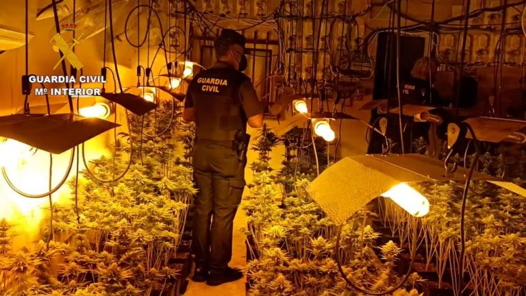 Desmantelan dos cultivos de 514 plantas de marihuana en Almonte y San Juan del Puerto