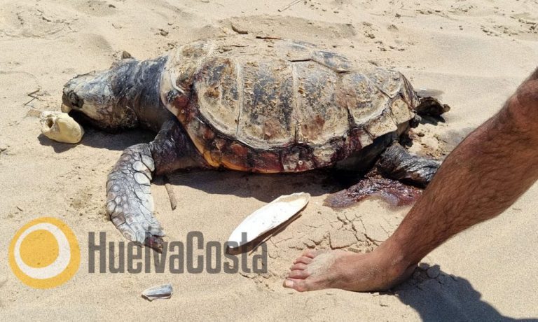 Una vecina de Cartaya halla el cuerpo sin vida de una tortuga marina en una playa de Lepe