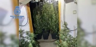 Un detenido tras localizar en Huelva una plantación de ‘maría’ en dos viviendas unidas interiormente