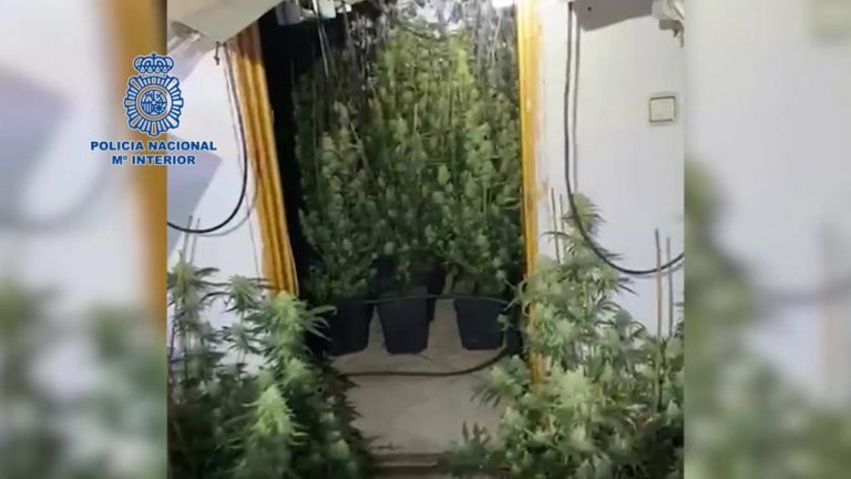 Un detenido tras localizar en Huelva una plantación de ‘maría’ en dos viviendas unidas interiormente
