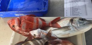 Budión 74, de José Mª Delgado, gana el XXVI Concurso de Pesca Marina Nuevo Portil