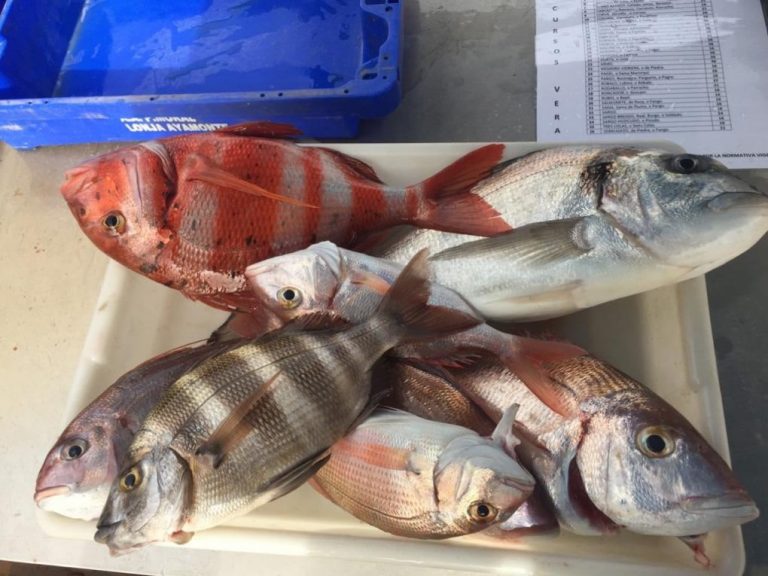 Budión 74, de José Mª Delgado, gana el XXVI Concurso de Pesca Marina Nuevo Portil