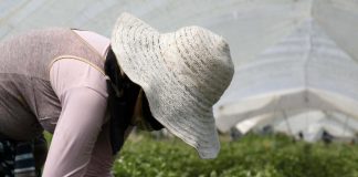 Empresarios agrícolas onubenses ven «insuficiente» los 14.000 contratos en origen aprobados para este año