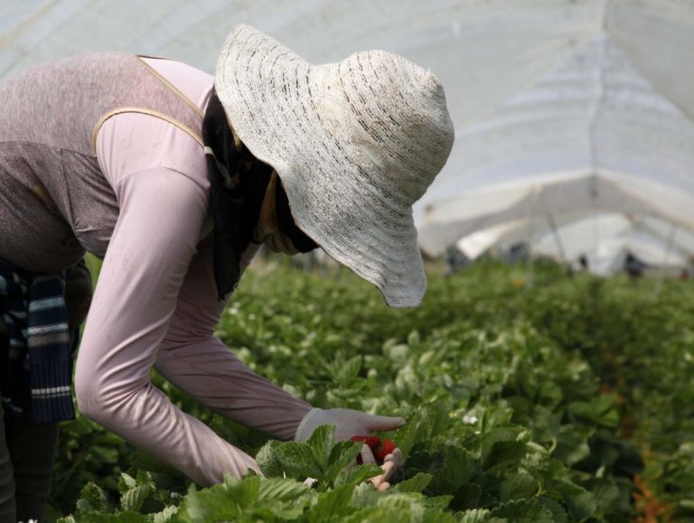 Empresarios agrícolas onubenses ven «insuficiente» los 14.000 contratos en origen aprobados para este año