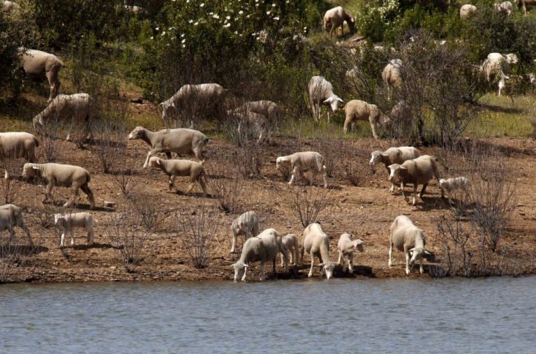 Veterinarios onubenses muestran su malestar a la Junta por el recorte del 10% de inspectores en la provincia