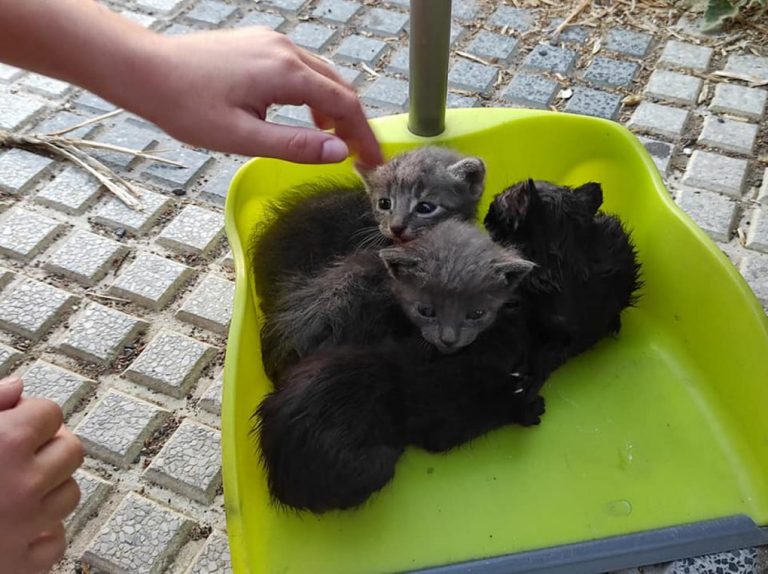 Una niña se introduce en un contenedor de basura en Cartaya para rescatar a 4 gatitos