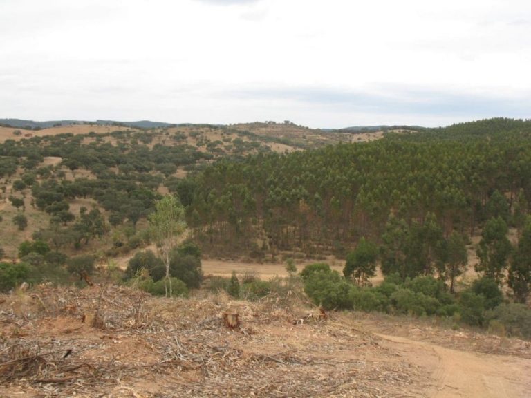 Según la Universidad de Huelva el eucalipto «mejora la calidad» de los suelos forestales