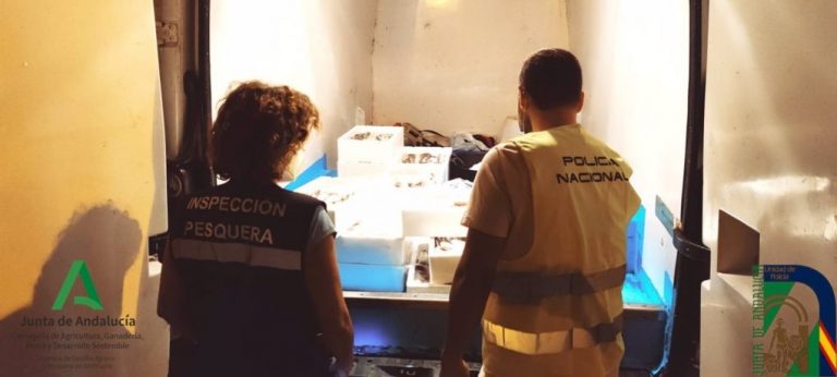 Decomisan 120 kilos de pijotas o merluza inmadura en Huelva