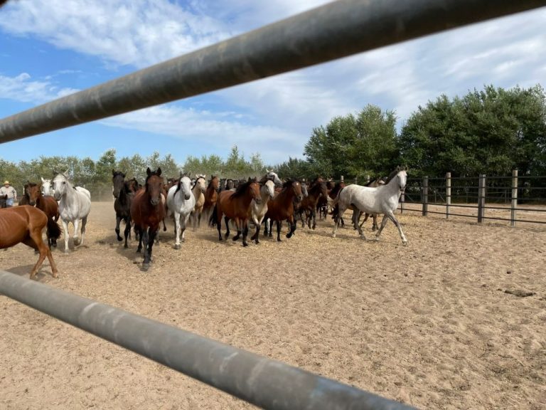 Los yegüerizos hacen las faenas ganaderas en la marisma ante la imposibilidad de llevar las yeguas a Almonte por la pandemia
