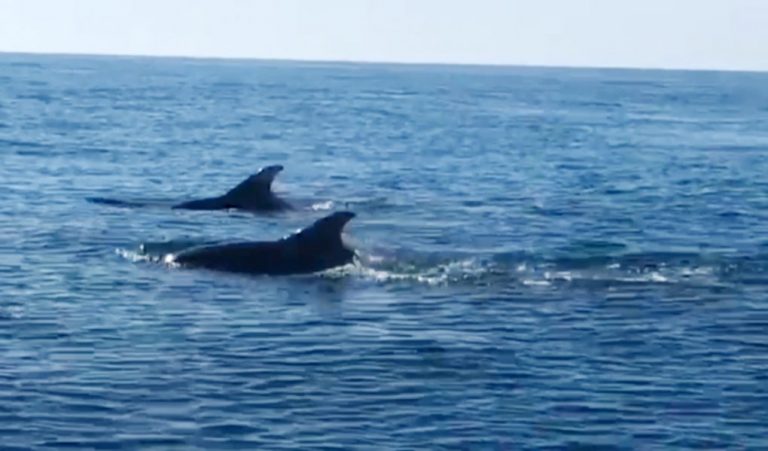 Avistan una manada de delfines frente a las costas de Nuevo Portil