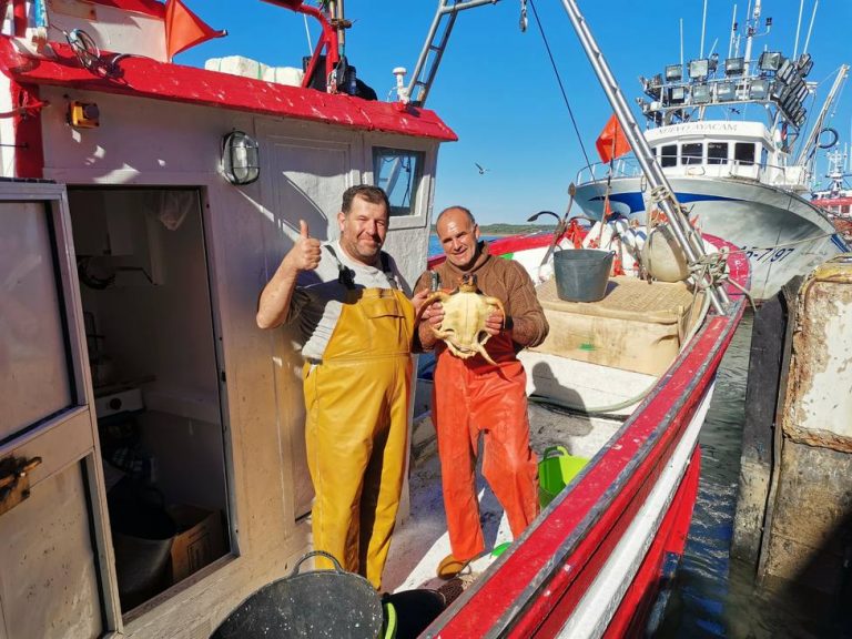 Pescadores de Isla Cristina rescatan a la tortuga marina ‘Minero’, que quedó atrapada en sus redes