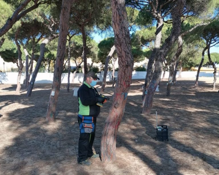 Punta aplica el tratamiento contra la procesionaria en más de 1.000 pinos de la localidad y de El Portil