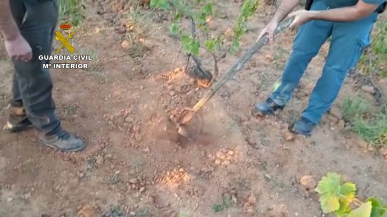 Investigada una persona por colocar cepos ilegales en una finca en Almonte