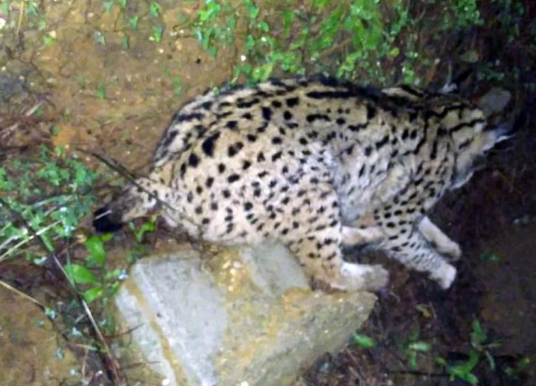 Muere atropellado un lince en el entorno de Doñana