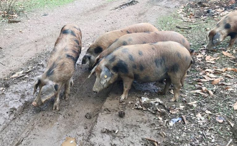 Diputación entrega a 30 ganaderos onubenses 102 ejemplares de reproductores de porcino ibérico