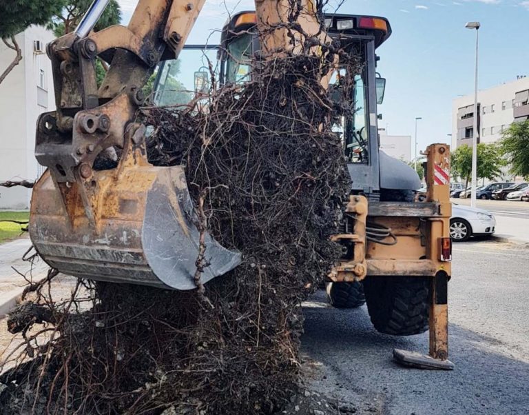 Punta Umbría declara la guerra a las raíces de árboles que deterioran la vía pública