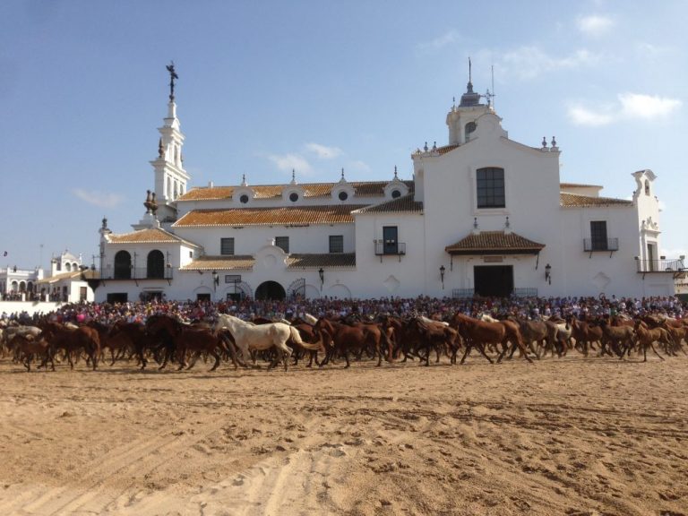 Diputación ayuda a criadores de Ganado Marismeño para conservar una raza autóctona onubense
