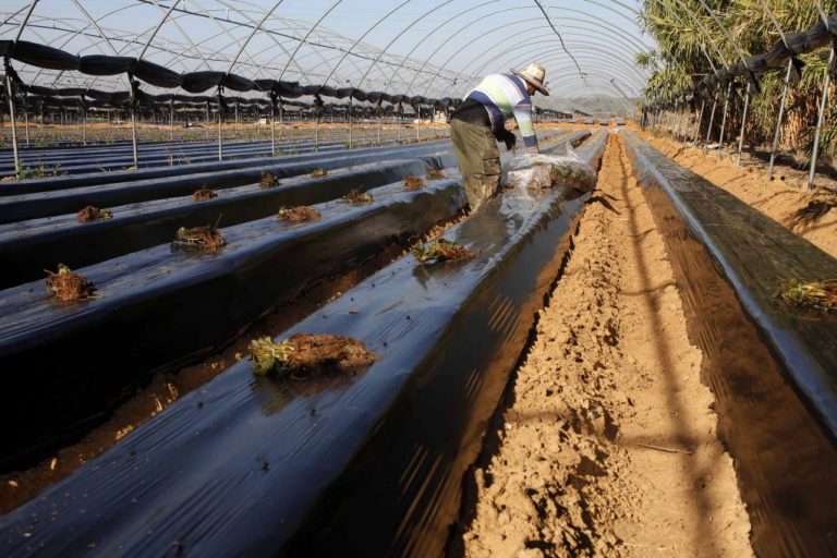 La superficie plantada de frutos rojos en Huelva se mantiene para la campaña 2021/2022
