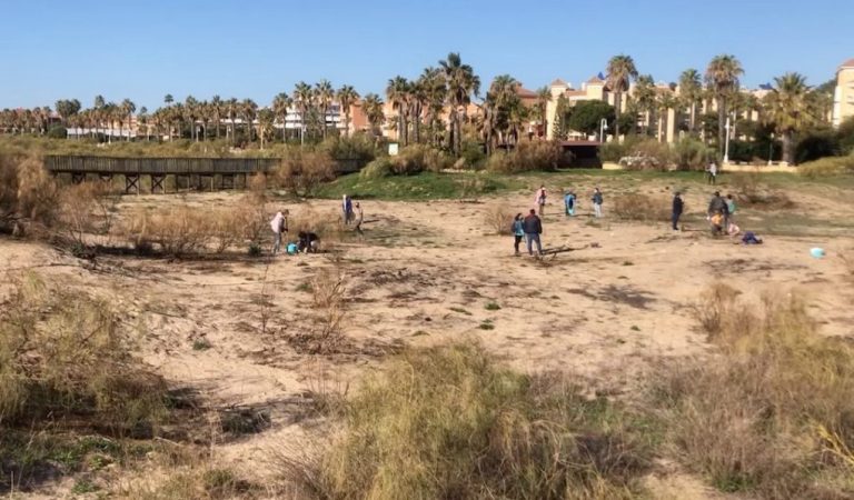 Islantilla promueve el futuro de su sistema dunar plantando 700 pies de retama