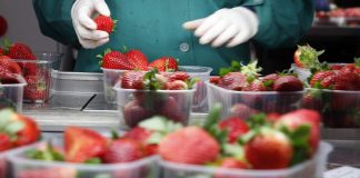 Empresa agrícola busca manipuladores de fruta para trabajar en Cartaya