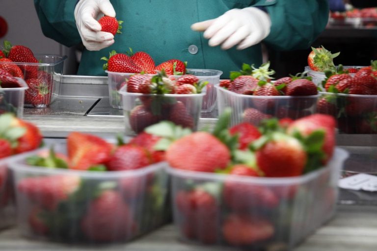 Empresa agrícola busca manipuladores de fruta para trabajar en Cartaya